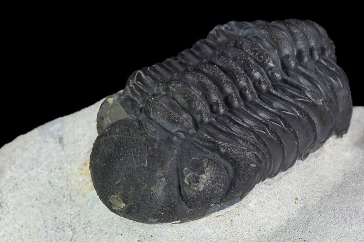 Austerops Trilobite - Nice Eye Facets #127181